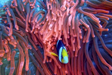 رفاهية الـ 5 نجوم | أفضل تجربة غوص وسنوركلينج في الغردقة مع "كلوي دايفنج"